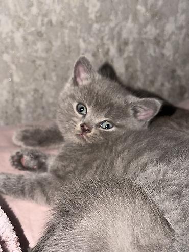 продам кошку: Британская короткошёрстная, 1 месяц, Мальчик, Серый, Приучена к лотку — 4
