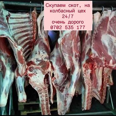 кошка породистый: Колбасный цех : Лошади, кони, | Круглосуточно — 1