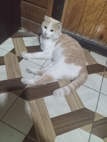 Pişiklər: Şotland yastı qulaq — 5