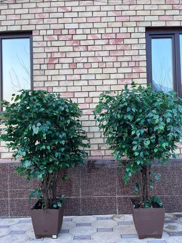 Декоративные цветы: Искусственные деревья и цветы — долговечный и стильный декор без at lalafo.kg — 23 Декоративные цветы: Искусственные деревья и цветы — долговечный и стильный декор без — 23