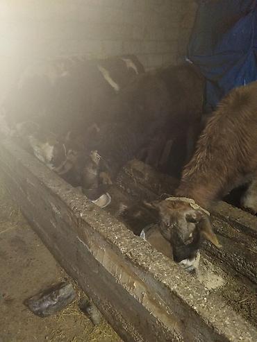 Коровы, быки: Продаю | Бык (самец) | Полукровка | На откорм | Привязанные — 31