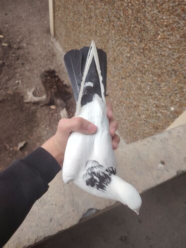 Göyərçinlər: Heyvanlarn hamsi tam saglamdi cut cutde satilir komda tek tekde — 9