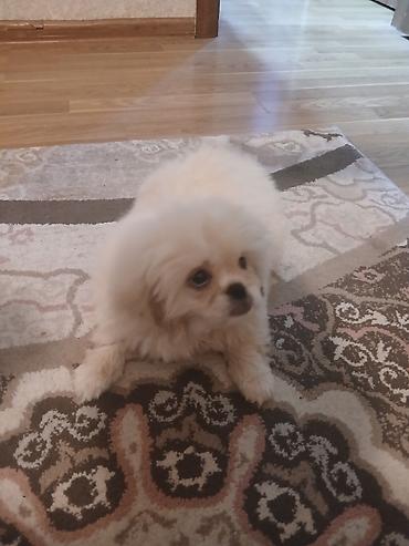 heyvanlarin sekilleri: Pekines — 5