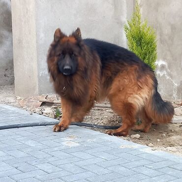 İtlər: Alman çoban iti, 1 ay, Erkek — 8