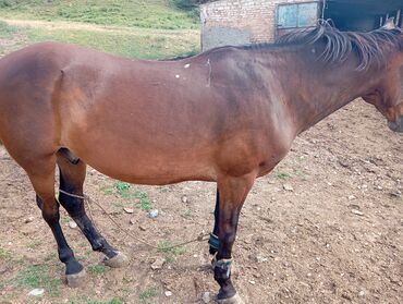 животные лошадь: |Семиз бычылган ат. |Сойгонго байланган. |Жашы 7 жыл. | Бою 160+ см