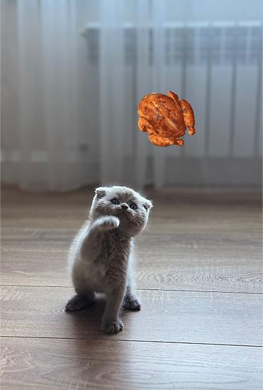 котенок кант: Скотиш Фолд (Шотландская вислоухая), 2 месяца, Девочка, Голубой, Приучена к лотку, Проглистована — 2