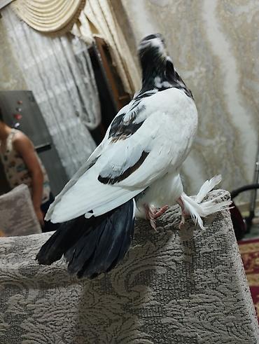 tap az goyercin satisi: Dekorativ göyərçin təqdim olunur. Quş ağ-qara rəng çalarlarında, çox — 5