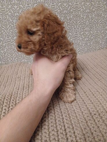 İtlər: Pudel, 2 ay — 5