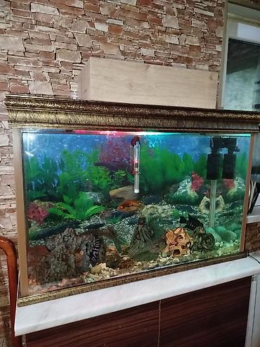 Akvariumlar: Bəzəkli böyük akvarium komplekti - Şüşə akvarium, ön və yan panellər — 1
