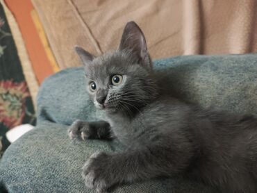 Pişiklər: Boz rəngli balaca pişik balası Salam. bu ayın 11i 4 cü ayına — 9