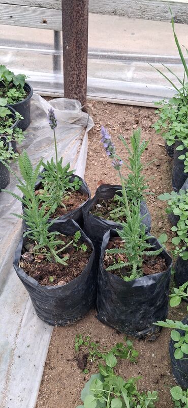 Tinglər: Lavanda (Lavandula) tingləri – ətirli, dekorativ və faydalı çoxillik — 9