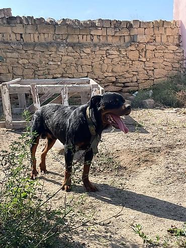 İtlər: Rotveyler, Erkək, Peyvəndli, Ünvandan götürmə — 3