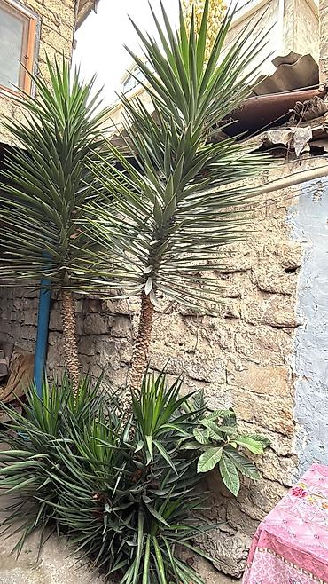 cicek: Dekorativ yucca (Yucca filamentosa/yucca ağacı) - Hündür, çoxillik — 2