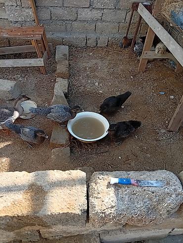 ördey: Lal ördək 8 ədəd .1 ədəd qaZ. hamısına bir qiymət deyin sef edərsə — 4