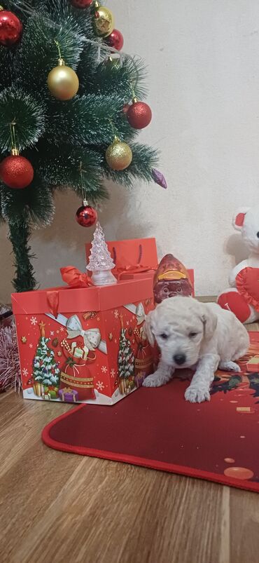 İtlər: Pudel, Dişi, Peyvəndli, Ödənişli çatdırılma — 5