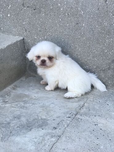 kangal balasi qiymeti: Pekines, 2 ay, Erkek, Cütləşmə üçün, Ünvandan götürmə