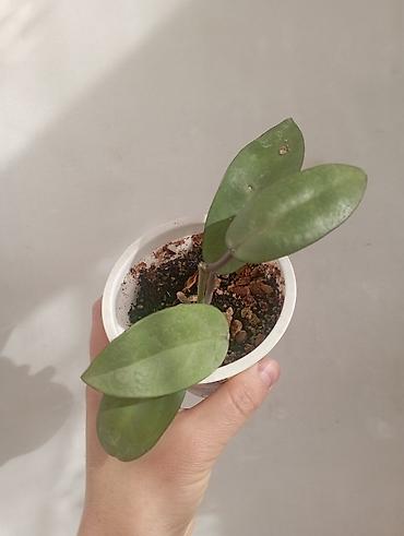 Хойи: Хойи в продаже! Номер по фото, названия и цены указаны: #1 — 20