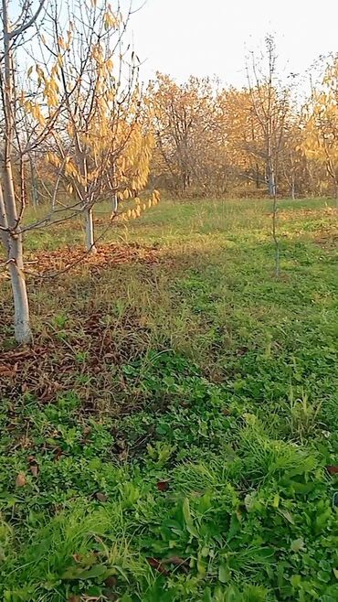 Torpaq sahələrinin satışı: Kənd təsərrüfatı — 1