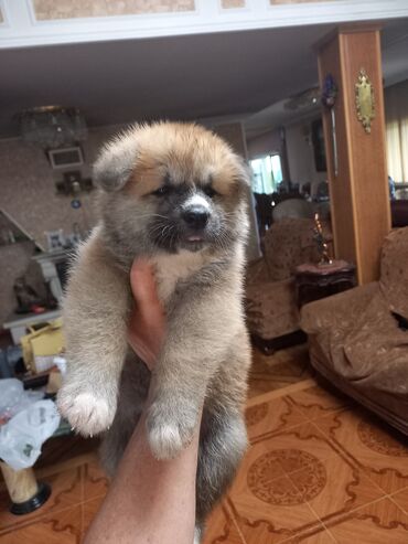 pekines itler: Акита-ину, 2 месяца, Самка