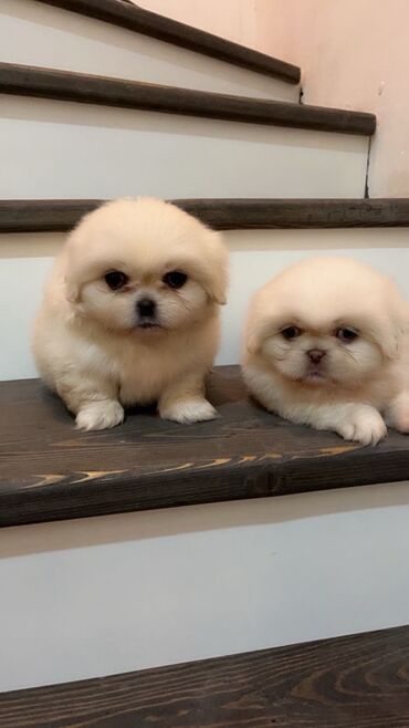İtlər: Pekines — 8