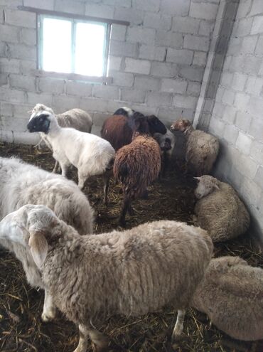 стрижка овец: Продаю | Овца (самка), Ягненок, Баран (самец) | На забой, Для разведения
