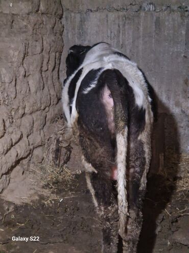 Dana, buzov: Satlıq: qaramal – erkək buzov/ dana - Növ: ətlik istiqamətli qarışıq — 12