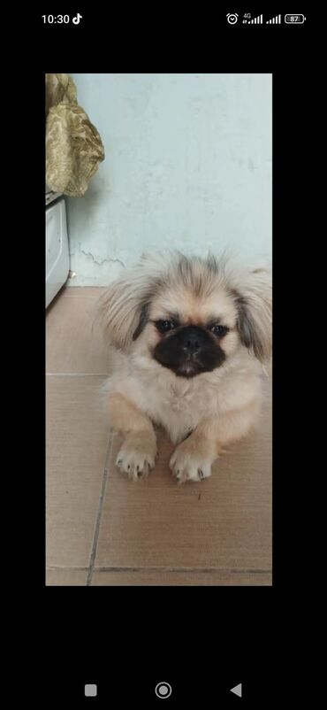 собака отдам в хорошие руки: Пекинес, 10 месяцев, Самка, С прививками, Самовывоз, Платная доставка