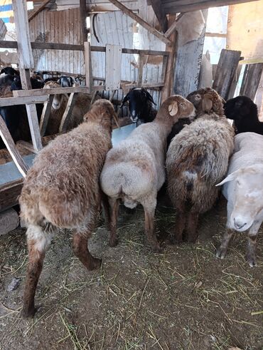Бараны, овцы: Продаю | Овца (самка) | Для разведения | Матка — 9