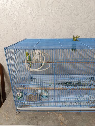 продам клетку: Просторная клетка для волнистых попугаев и других мелких птиц