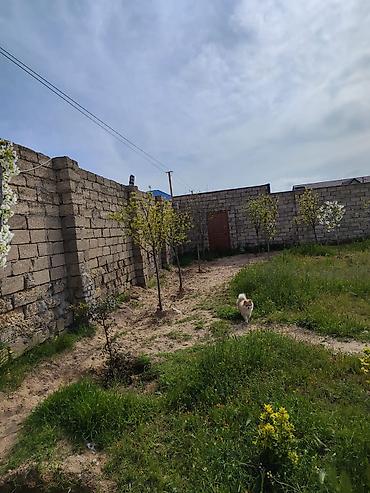 şüvəlan: 12 sot, Tikinti, Mülkiyyətçi, Kupça (Çıxarış) — 3