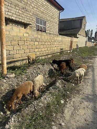 keci sudu satisi: 8 baş heyvandı
2 si dişi
6 erkey — 1