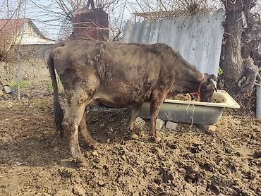 Коровы, быки: Продаю | Корова (самка) | Для молока | Привязанные — 2