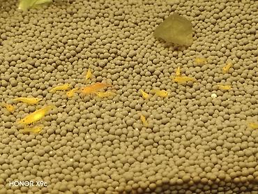 akvaryum aksesuarları: Sarı akvarium krevetləri (Neocaridina) – sakit və bitkili akvariumlar — 1