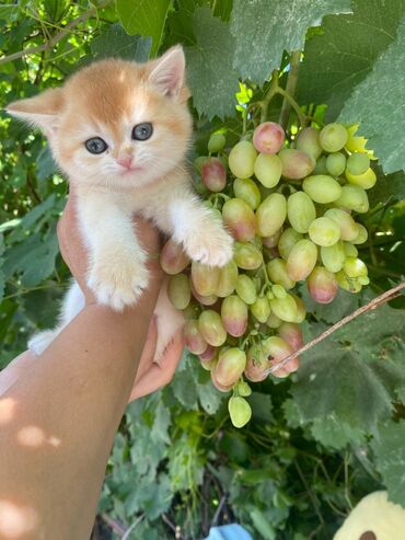 отдам кота я его боюсь: Британская короткошёрстная, 1 месяц, Девочка, Золотая шиншилла, Приучена к лотку, Проглистована, С прививками