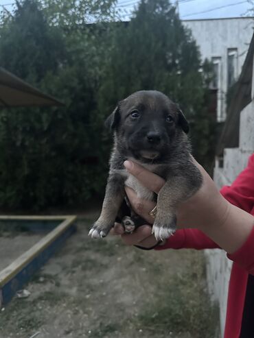 собака ягдтерьер: SOS!!!Помогите!!! Спасите наших маленьких четвероногих друзей, они