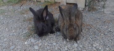 Dovşanlar: İri sort dovşanlar satilir! orta çəkili dovşanlar 15 azn, ağir çəkili -da lalafo.az — 9 Dovşanlar: İri sort dovşanlar satilir! orta çəkili dovşanlar 15 azn, ağir çəkili — 9