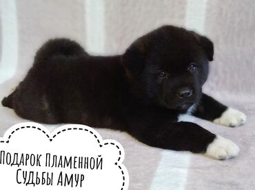 slingobusy na в Кыргызстан: Продаётся щенок!
порода: Американская акита (большая японская собака)