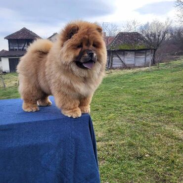 Psi: Štenci Čau Čau Chow Chow stari četiri meseca dostupni za prodaju — 13