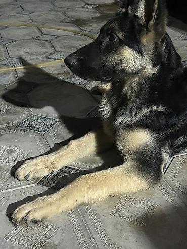 Alman çoban iti, 4 ay, Erkək, Peyvəndli, Ünvandan götürmə lalafo.az -da Alman çoban iti, 4 ay, Erkək, Peyvəndli, Ünvandan götürmə