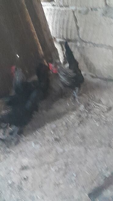Cavan heyvanlardi 1 xoruz 3 fere.qiymeti 4 i 50 manata