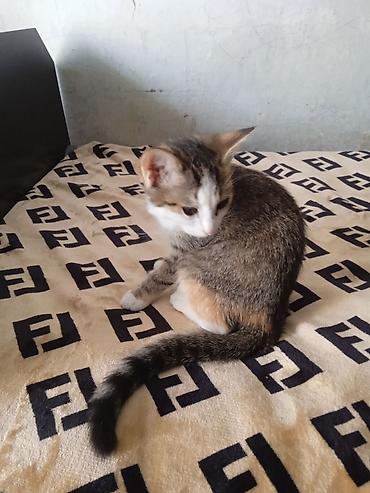 сколько стоит котёнок мейн куна: 3 месяца, Девочка, Приучена к лотку — 3