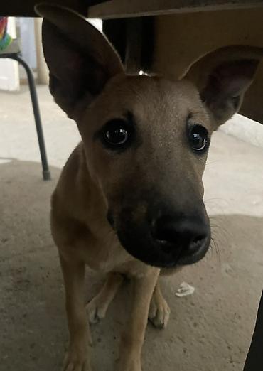 Животные: 🐶 Ищет любящую семью девочка Миса! Знакомьтесь, это Миса — — 5