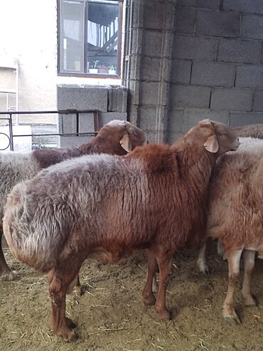 купить кошку бенгальскую: Продаю | Овца (самка) | Для разведения | Племенные