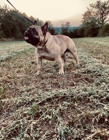 Psi: Dostupni vrhunski stenci francuskog buldoga- još dva dečaka i dve — 7