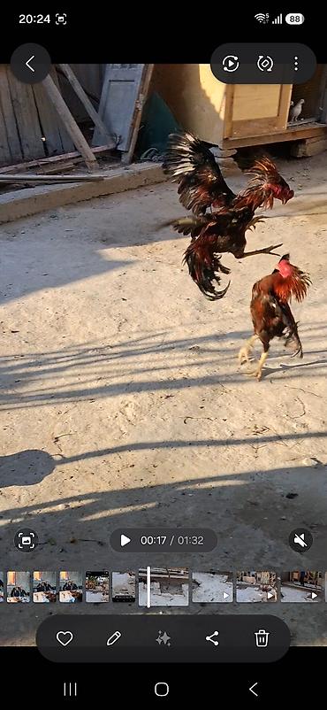 beca xoruz: Məhsul: Qırma cins xoruz (idman tipli, uzun ayaqlı) Xüsusiyyətlər: - — 3