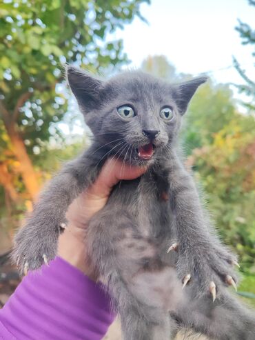 животные живые: Отдам котят в добрые руки! котятам 1.5мес. Кушают все. Две девочки