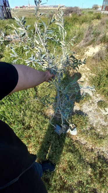 zeytun ağacı satışı: Zeytun agaci Türkiyə sortu 1.3-1.7 metrlik 7 AZN