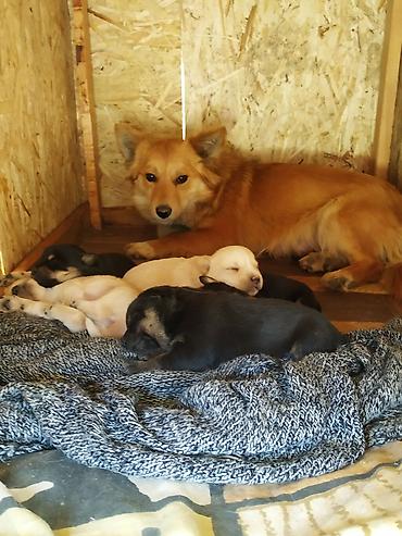 Продажа собак: 3 года, Самка — 6