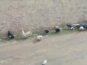 Ördəklər: 2 Erkey 10 dişi yumurtamaq üzredi CİDİ fikri olan YASİN burda ve ya — 12