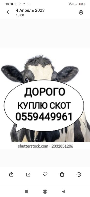 оболочка для колбасы купить в бишкеке: Куплю | Коровы, быки, Лошади, кони, Другие с/х животные | Круглосуточно, Любое состояние, Забитый